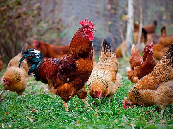 Породы куриц | ЗооТом - продажа, вязка и услуги для животных в Эртиле