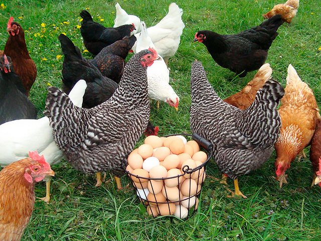 Содержание кур и уход за ними | ЗооТом - продажа, вязка и услуги для животных в Эртиле