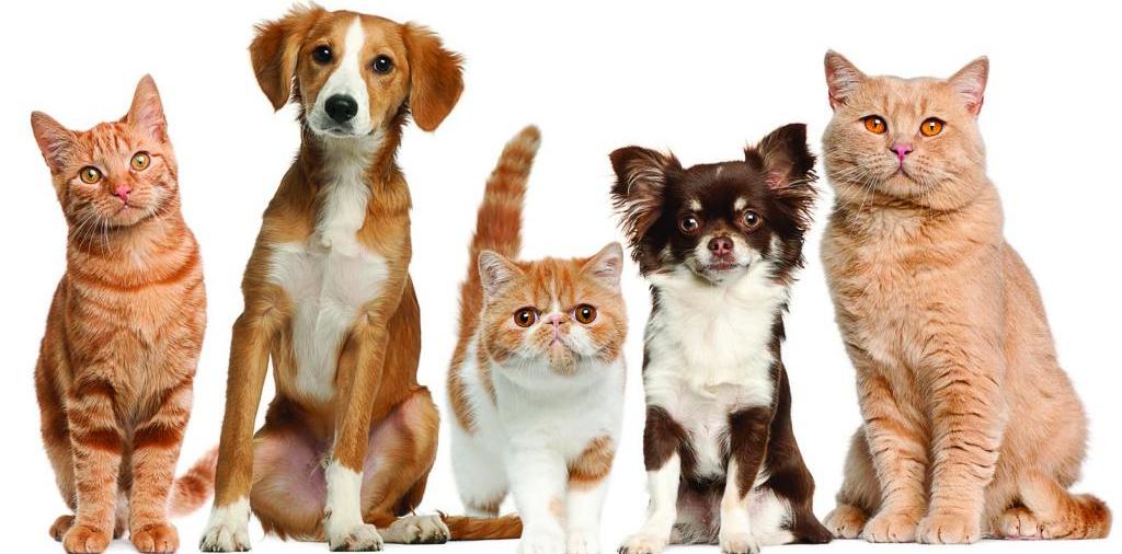 Доска объявлений о животных | ЗооТом - продажа, вязка и услуги для животных в Эртиле