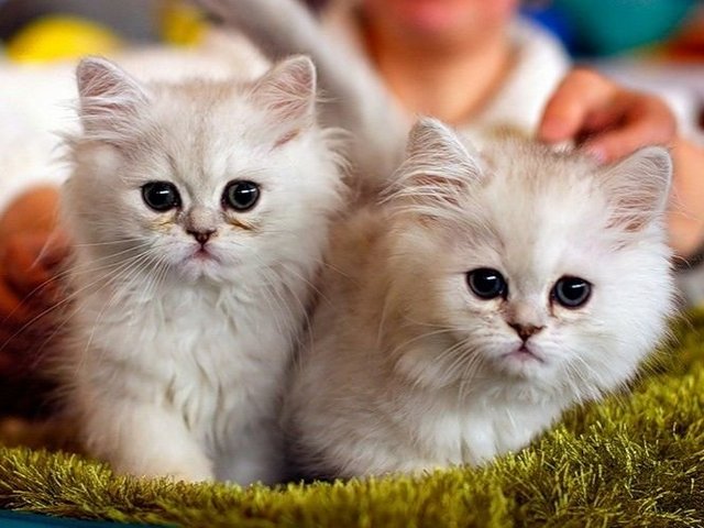 Породы кошек в Эртиле | ЗооТом портал о животных