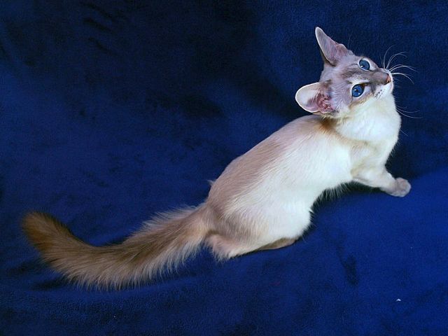 Выведенные породы кошек в Эртиле | ЗооТом портал о животных