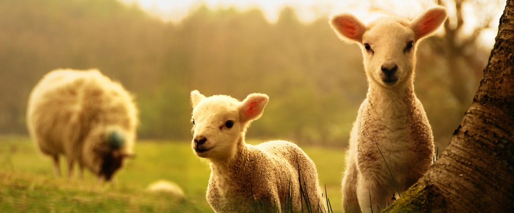 Объявления о сельскохозяйственных животных | ЗооТом - продажа, вязка и услуги для животных в Эртиле