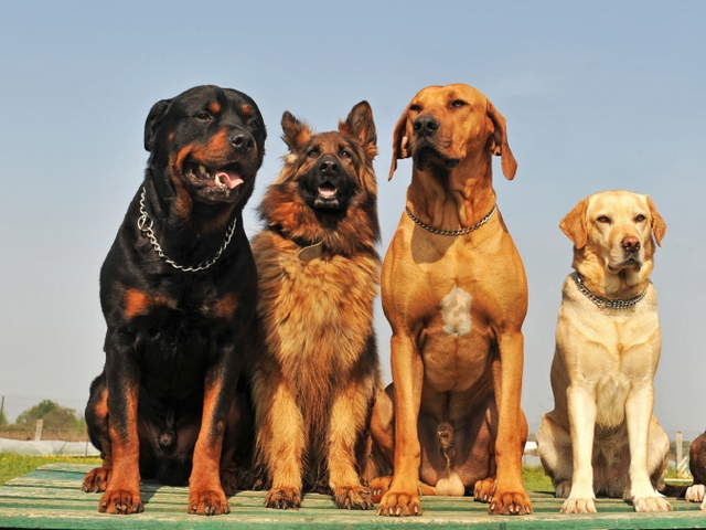 Крупные породы собак в Эртиле | ЗооТом портал о животных