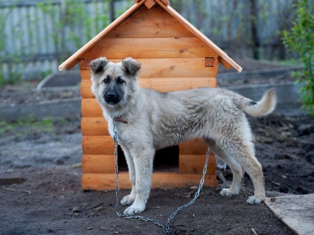 Все о собаках в Эртиле Все о собаках в Эртиле